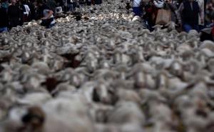 Srednjevjekovna tradicija: Ovce i koze na ulicama u centru Madrida